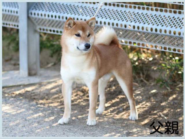 源星真留号-shiba