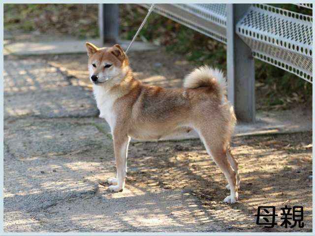 2014.9.30haha朝凪号-shiba