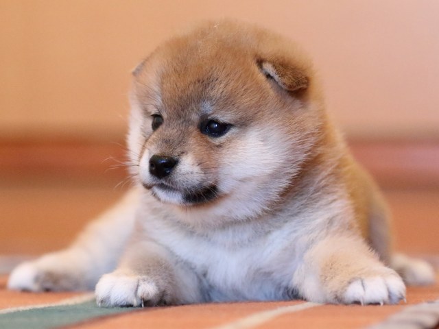 FP5A0018-shibainu-puppy FP5A0018-shibainu-puppy