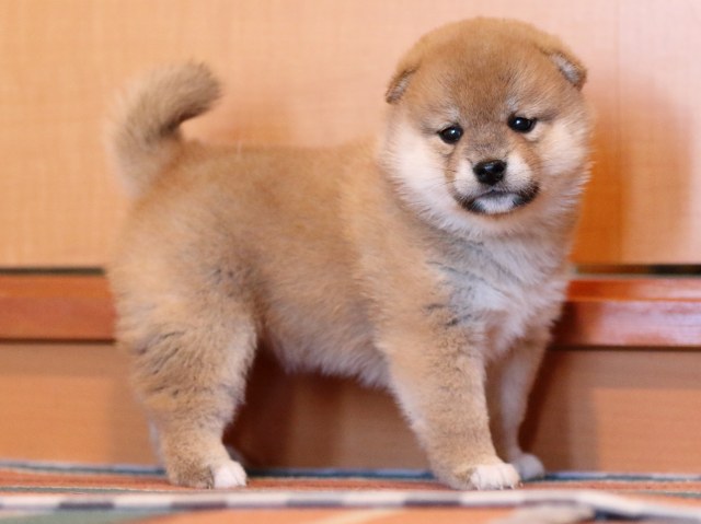 FP5A0056-shibainu-puppy FP5A0056-shibainu-puppy