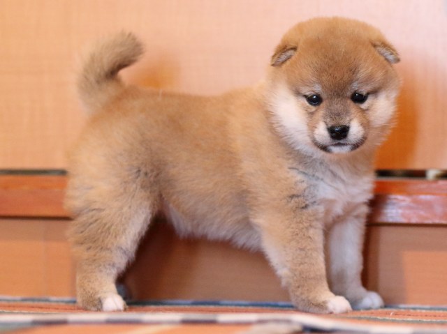 FP5A0066-shibainu-puppy FP5A0066-shibainu-puppy