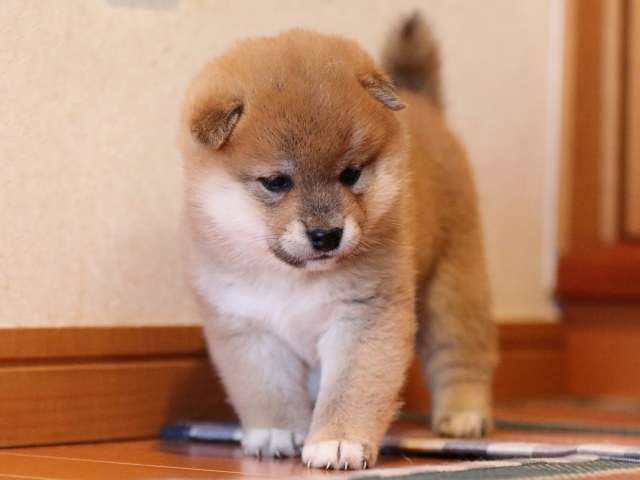 FP5A0071-shibainu-puppy FP5A0071-shibainu-puppy