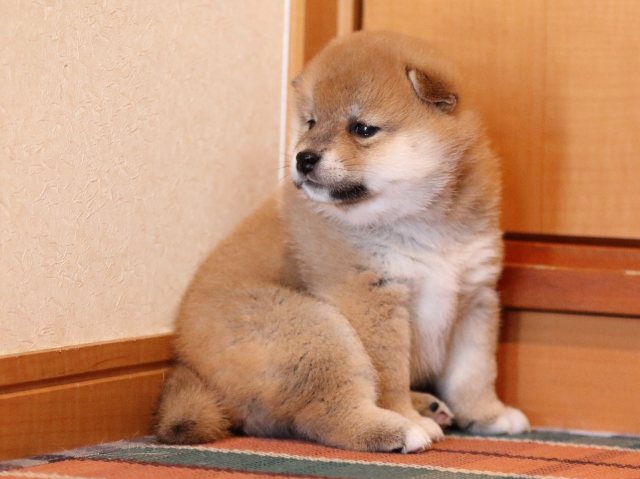 FP5A0074-shibainu-puppy FP5A0074-shibainu-puppy
