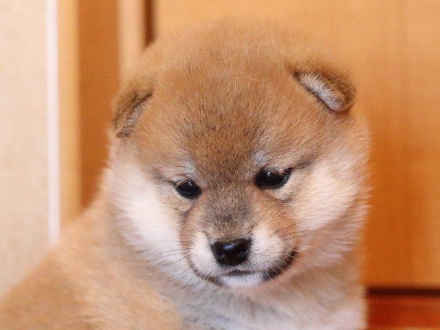 FP5A0078-shibainu-puppy FP5A0078-shibainu-puppy
