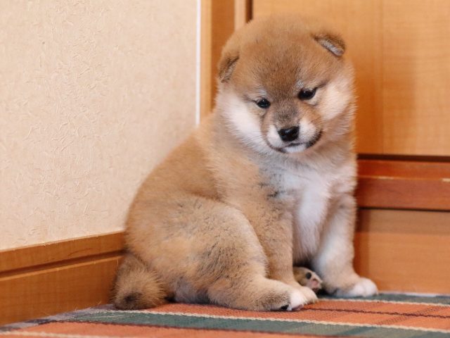 FP5A0083-shibainu-puppy FP5A0083-shibainu-puppy