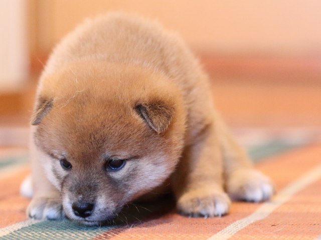 FP5A0096-shibainu-puppy FP5A0096-shibainu-puppy