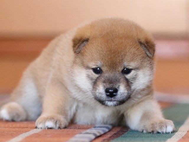FP5A0110-shibainu-puppy FP5A0110-shibainu-puppy