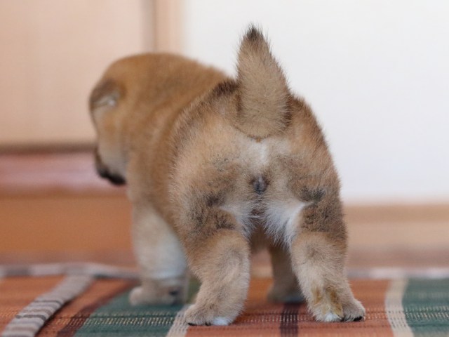 FP5A0125-shibainu-puppy FP5A0125-shibainu-puppy