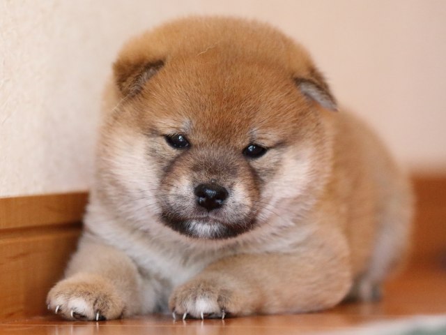 FP5A0156-shibainu-puppy FP5A0156-shibainu-puppy
