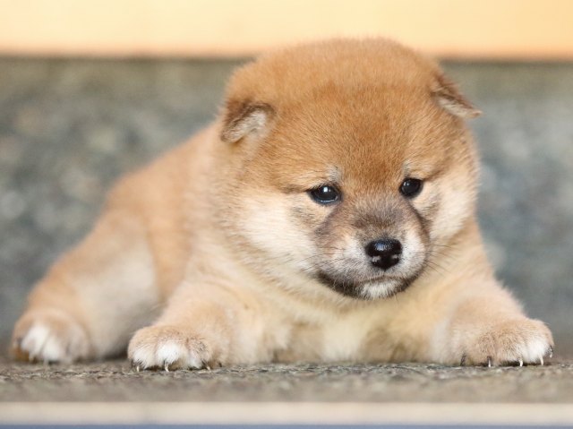 FP5A0182-shibainu-puppy FP5A0182-shibainu-puppy