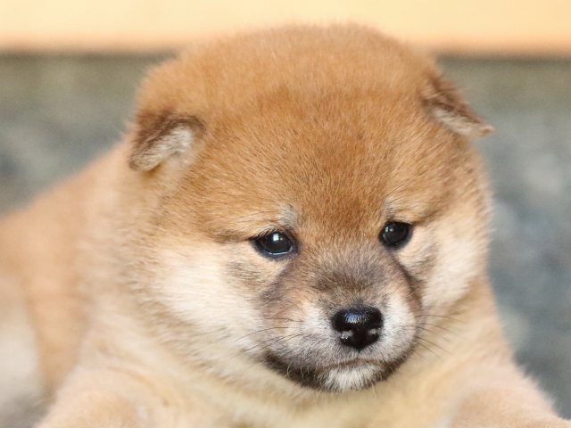 FP5A0183-shibainu-puppy FP5A0183-shibainu-puppy