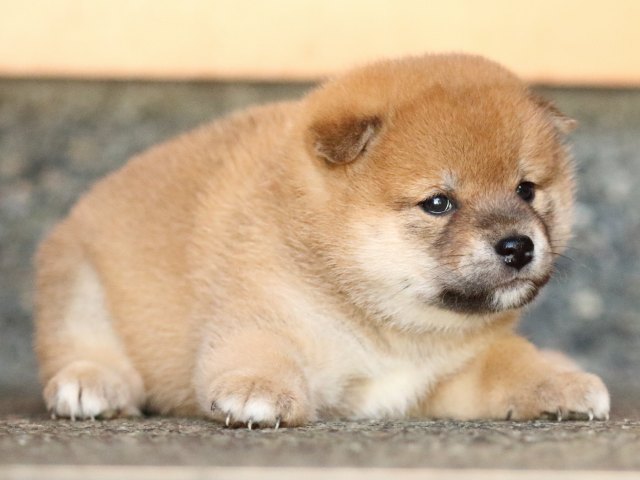 FP5A0193-shibainu-puppy FP5A0193-shibainu-puppy