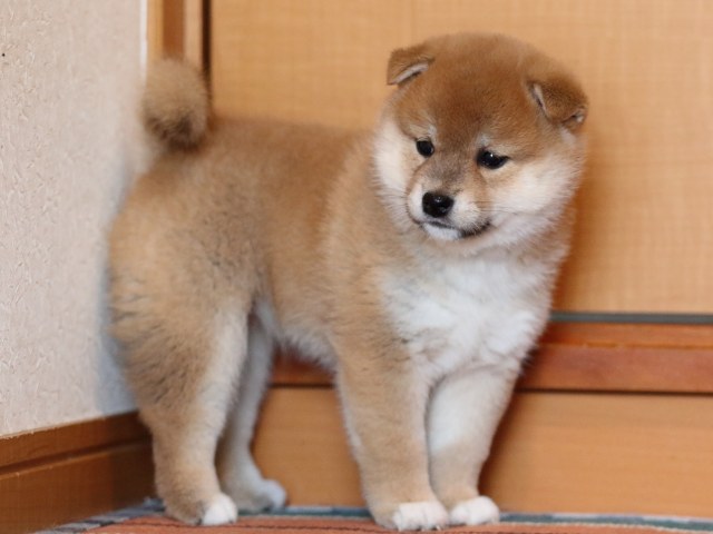 FP5A1344-shibainu-puppy FP5A1344-shibainu-puppy