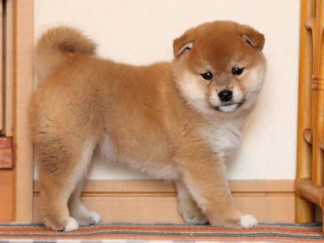 FP5A1387-shibainu-puppy FP5A1387-shibainu-puppy