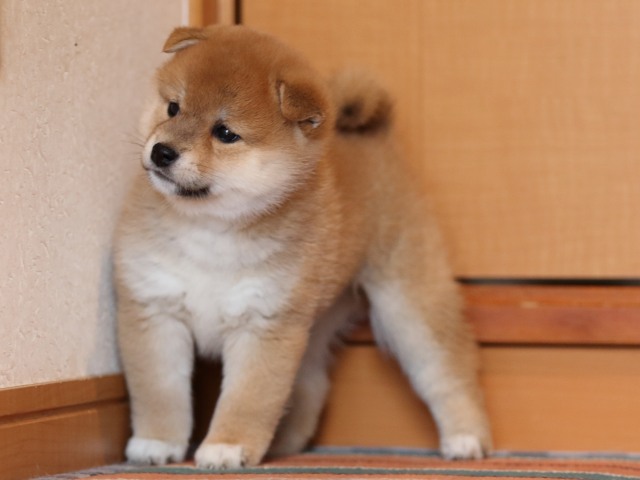 FP5A1411-shibainu-puppy FP5A1411-shibainu-puppy