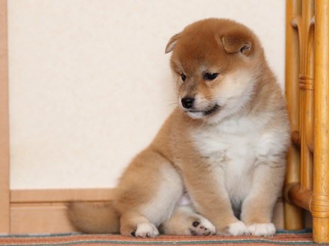 FP5A1419-shibainu-puppy FP5A1419-shibainu-puppy