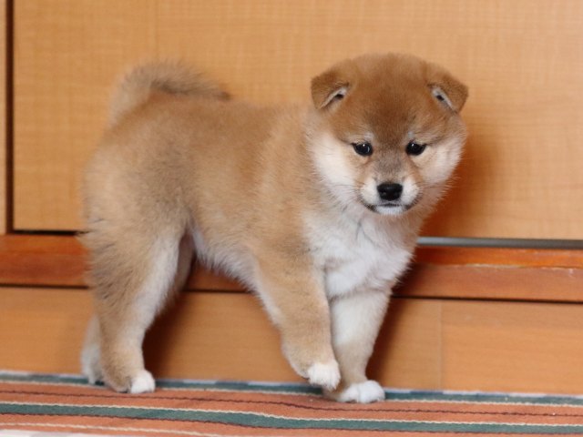 FP5A1438-shibainu-puppy FP5A1438-shibainu-puppy