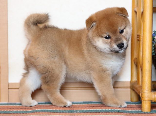 FP5A1469-shibainu-puppy FP5A1469-shibainu-puppy