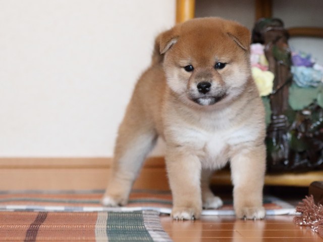 FP5A1501-shibainu-puppy FP5A1501-shibainu-puppy