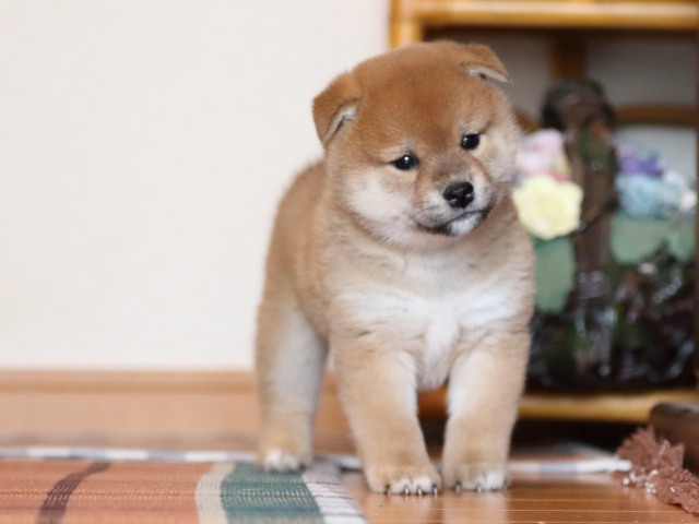 FP5A1522-shibainu-puppy FP5A1522-shibainu-puppy