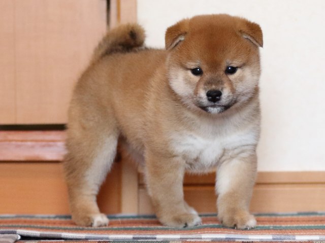FP5A1549-shibainu-puppy FP5A1549-shibainu-puppy
