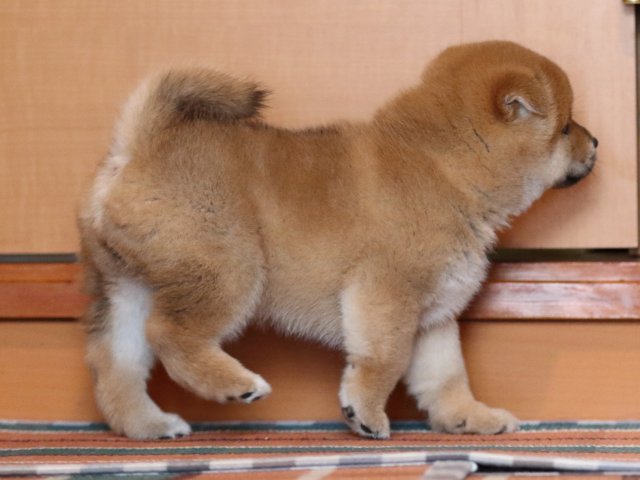 FP5A1561-shibainu-puppy FP5A1561-shibainu-puppy