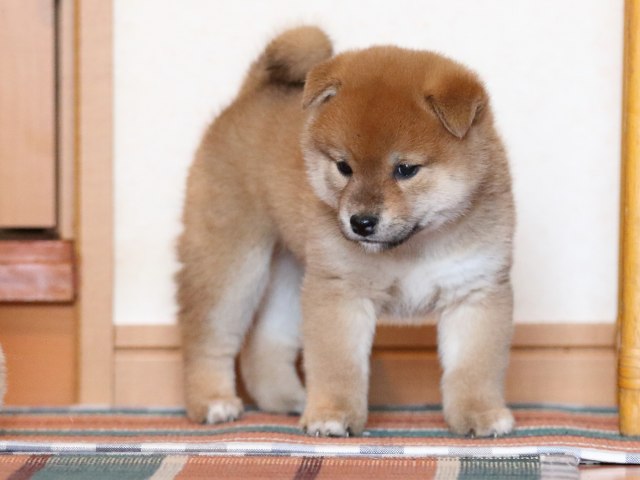 FP5A1582-shibainu-puppy FP5A1582-shibainu-puppy