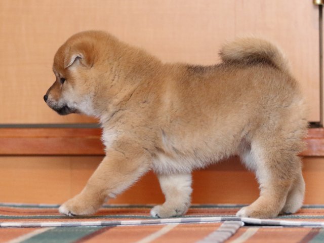 FP5A1589-shibainu-puppy FP5A1589-shibainu-puppy