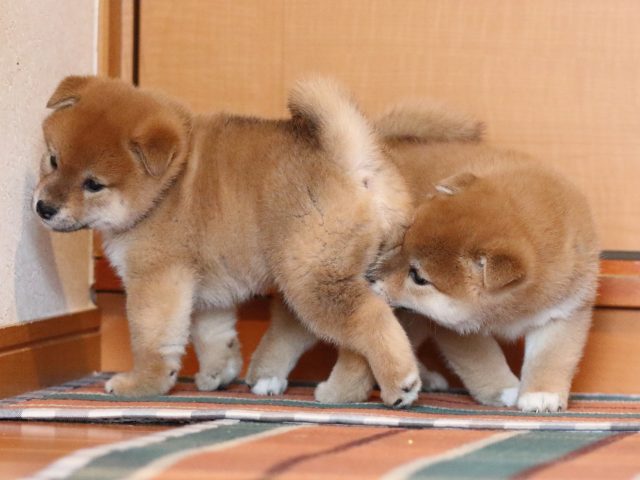 FP5A1591-shibainu-puppy FP5A1591-shibainu-puppy