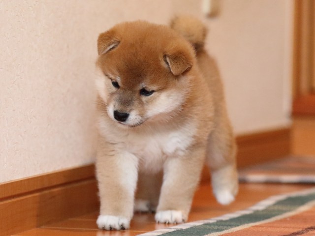 FP5A1607-shibainu-puppy FP5A1607-shibainu-puppy