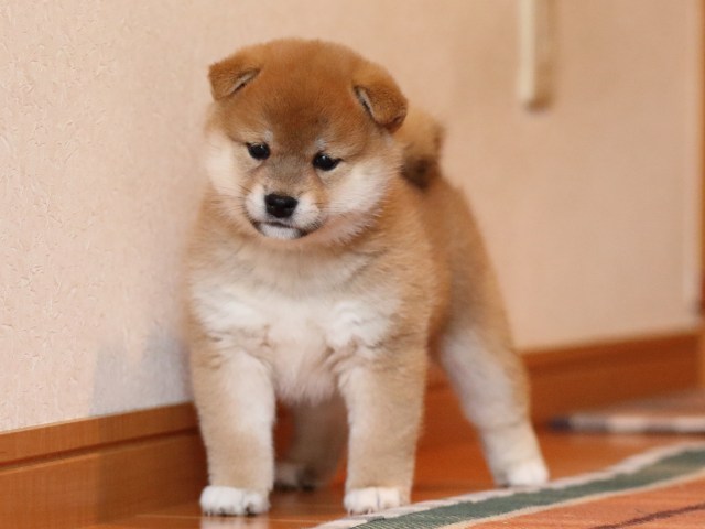 FP5A1615-shibainu-puppy FP5A1615-shibainu-puppy
