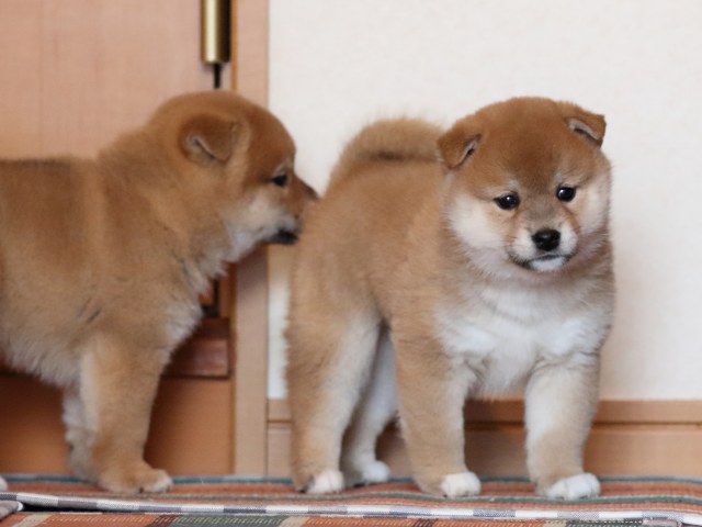 FP5A1641-shibainu-puppy FP5A1641-shibainu-puppy