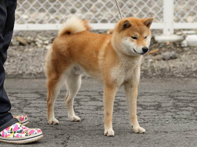 FP5A2567-shibainu-shiba FP5A2567-shibainu-shiba