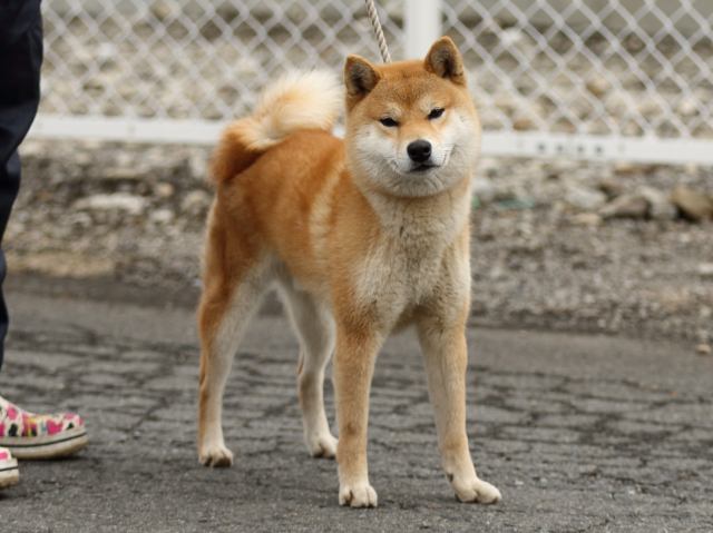 FP5A2579-shibainu-shiba FP5A2579-shibainu-shiba
