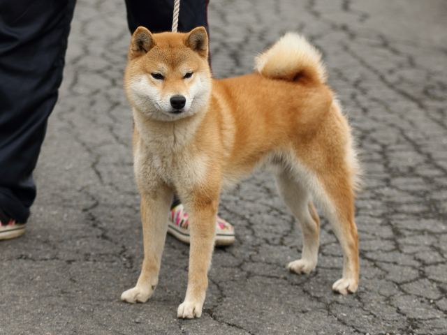 FP5A2582-shibainu-shiba FP5A2582-shibainu-shiba
