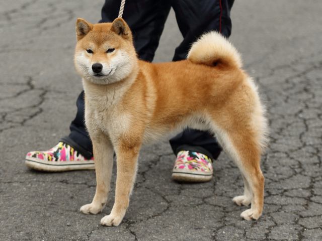 FP5A2592-shibainu-shiba FP5A2592-shibainu-shiba