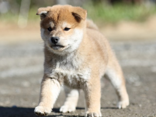 FP5A2872-shibainu-shiba FP5A2872-shibainu-shiba