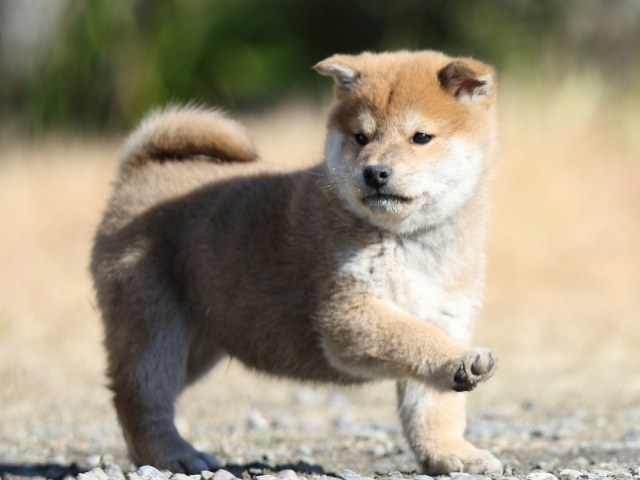 FP5A2946-shibainu-shiba FP5A2946-shibainu-shiba