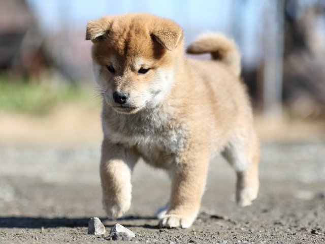 FP5A3009-shibainu-shiba FP5A3009-shibainu-shiba