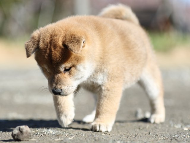 FP5A3014-shibainu-shiba FP5A3014-shibainu-shiba