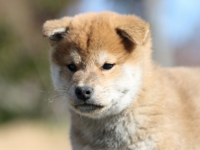 FP5A3015-shibainu-shiba FP5A3015-shibainu-shiba