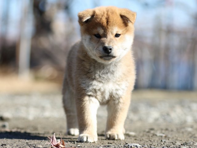 FP5A3041-shibainu-shiba FP5A3041-shibainu-shiba