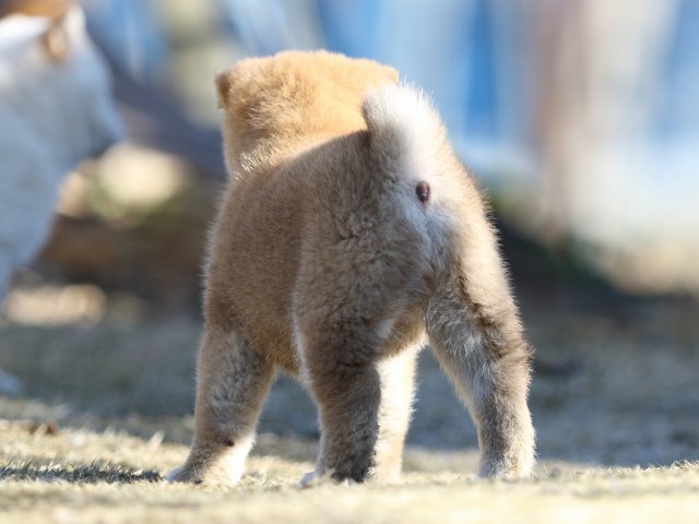 FP5A3102-shibainu-shiba FP5A3102-shibainu-shiba