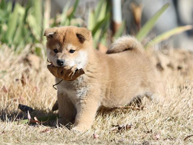 FP5A3113-shibainu-shiba FP5A3113-shibainu-shiba