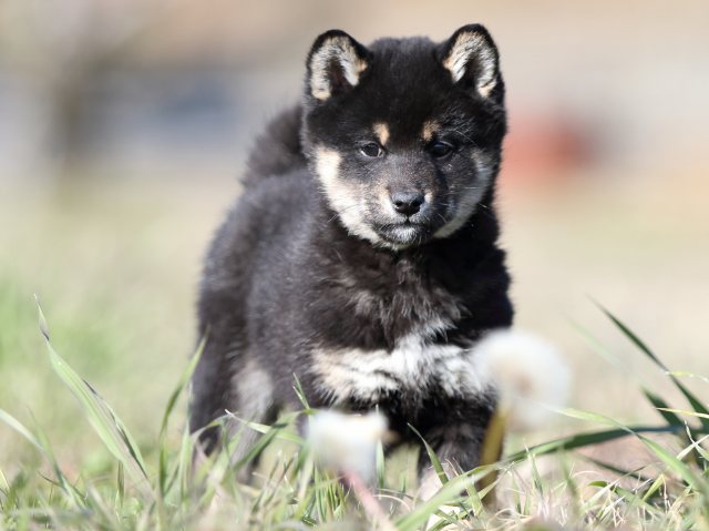 FP5A3526-shibainu-shiba FP5A3526-shibainu-shiba