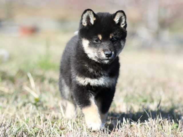 FP5A3541-shibainu-shiba FP5A3541-shibainu-shiba