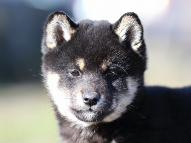 FP5A3567-shibainu-shiba FP5A3567-shibainu-shiba