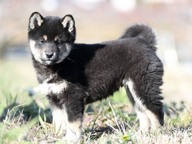 FP5A3619-shibainu-shiba FP5A3619-shibainu-shiba