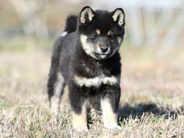 FP5A3647-shibainu-shiba FP5A3647-shibainu-shiba