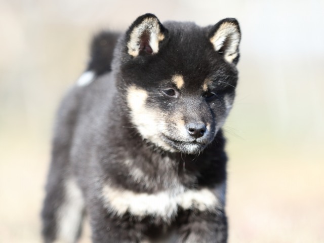 FP5A3658-shibainu-shiba FP5A3658-shibainu-shiba